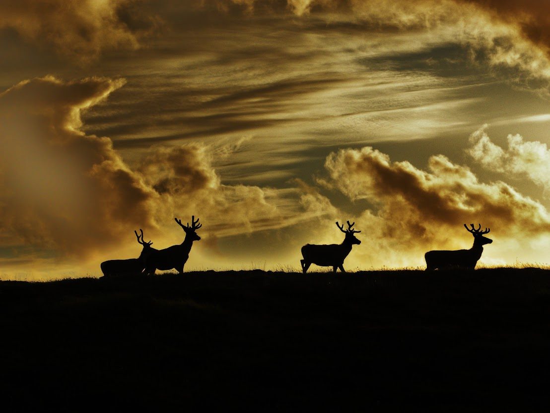 Stags on Skigersta Moor. Image credit: Ali Finlayson