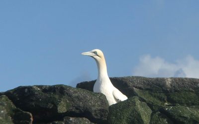 Licence Denied